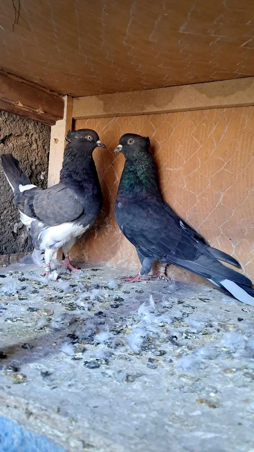 کفتر پرشی|پرنده|کرج, خرمدشت|دیوار