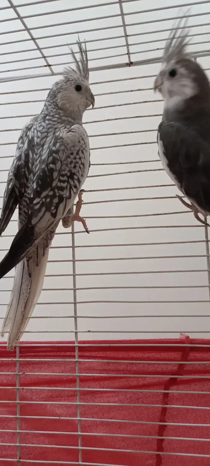 عروس هلندی|پرنده|بومهن, |دیوار