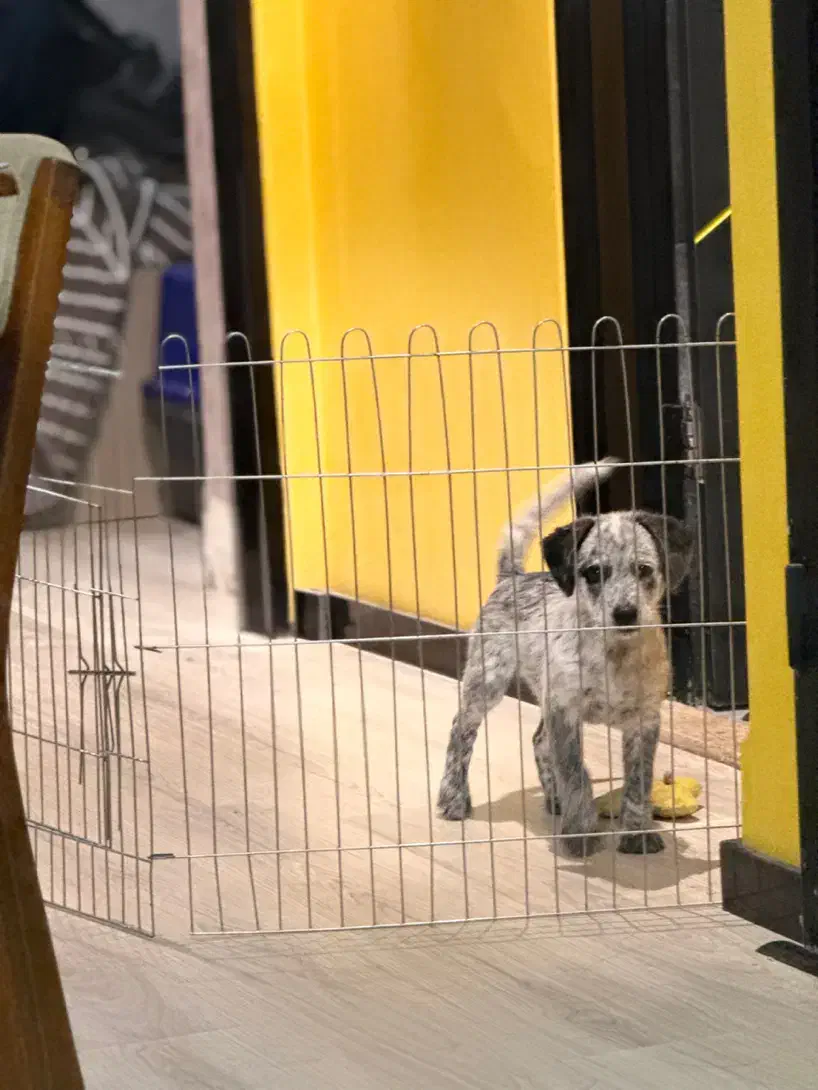 واگذاری سگ|سگ|تهران, نارمک جنوبی|دیوار