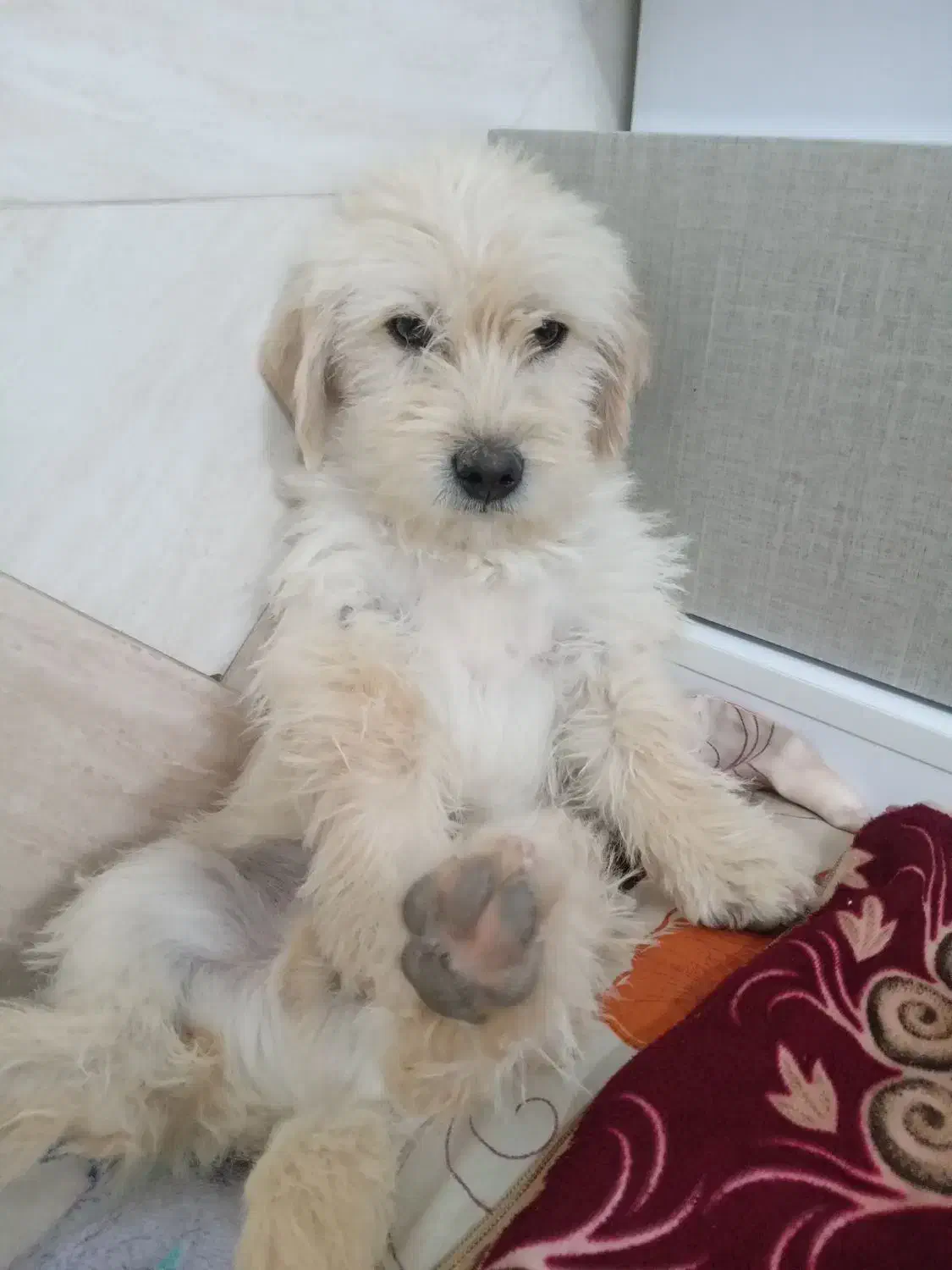 فروش سگ شیتزو۵ماهه|سگ|آباده, |دیوار