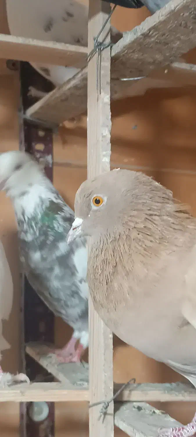 کبوتر (بار جدید داخل فیلم)یه جایی و تکی|پرنده|فردیس, ثابتی|دیوار