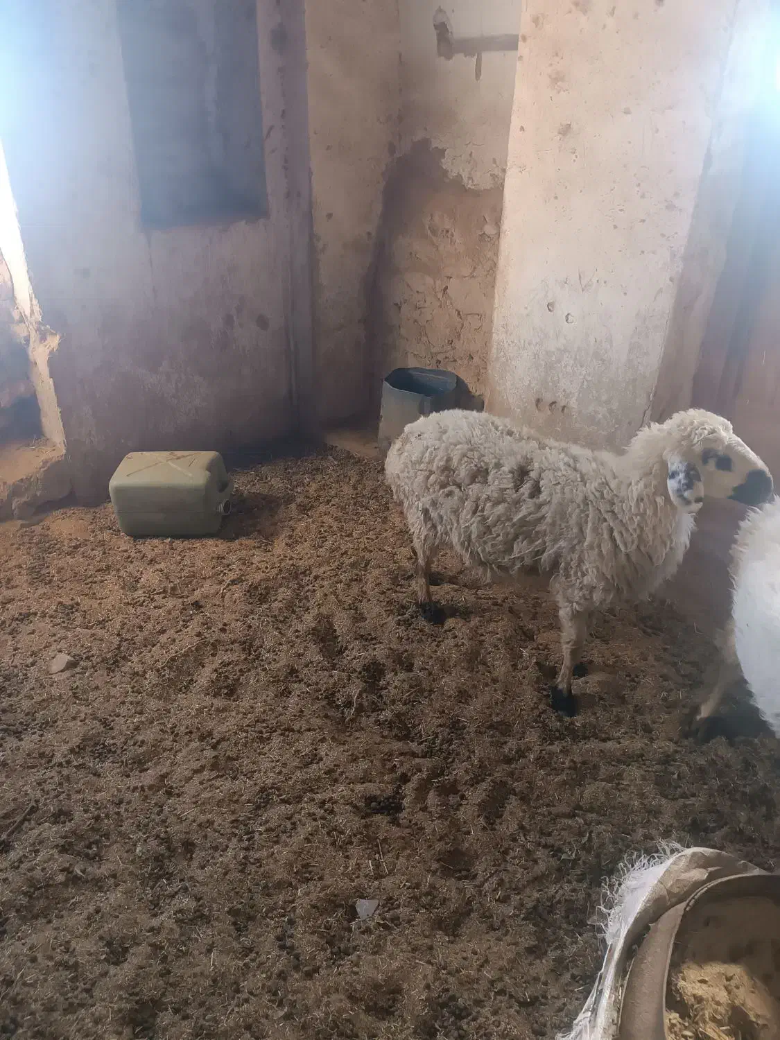 میش|حیوانات مزرعه|درمیان, |دیوار