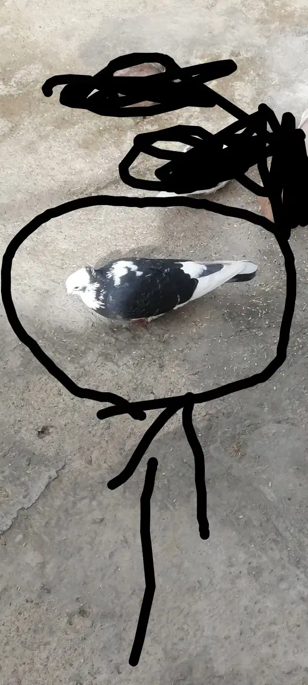 کبوتر گم شده|حیوانات|الیگودرز, |دیوار