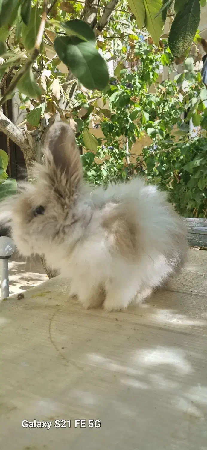 خرگوش لوپ|موش و خرگوش|اراک, |دیوار