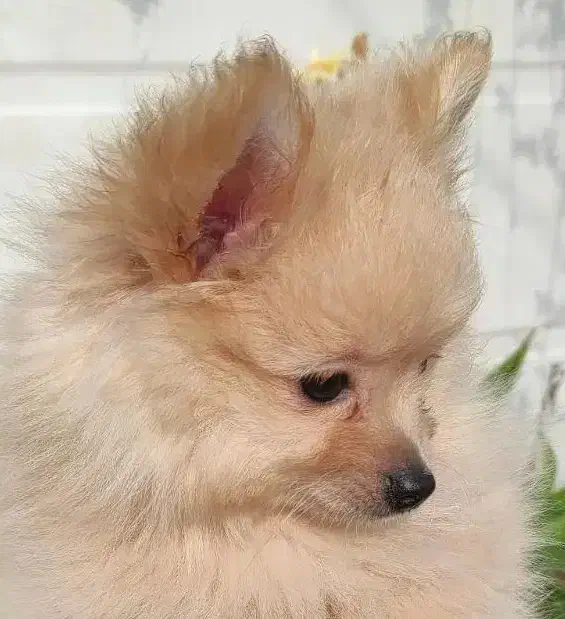 پامرانین اپارتمانی|سگ|رشت, گلسار|دیوار