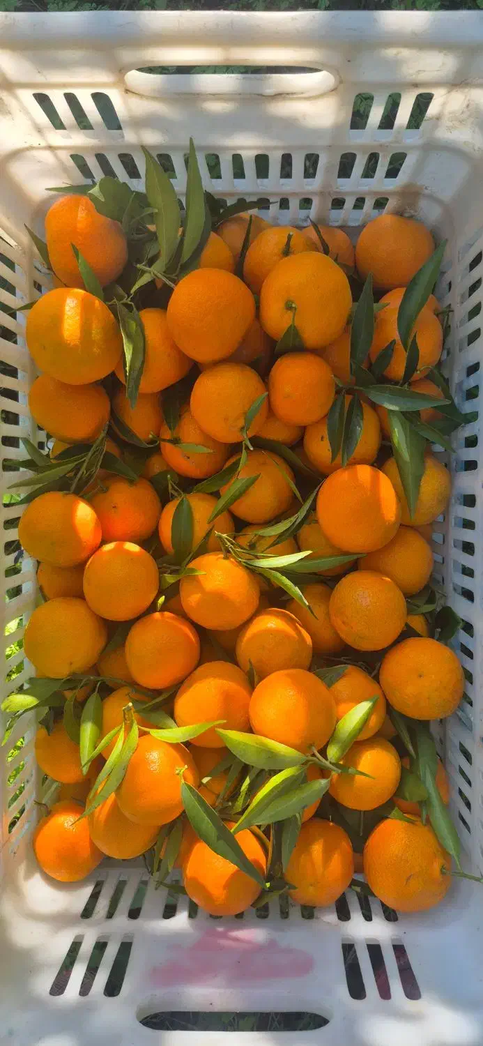 نارنگی شیرین و تازه چین|خوردنی و آشامیدنی|قائمشهر, |دیوار