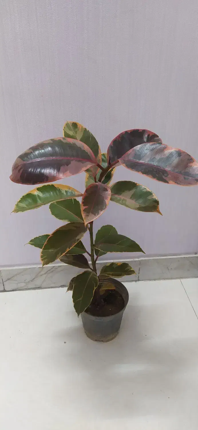 گل‌های اپارتمانی قیمت مناسب|گل و گیاه طبیعی|اصفهان, سرچشمه|دیوار