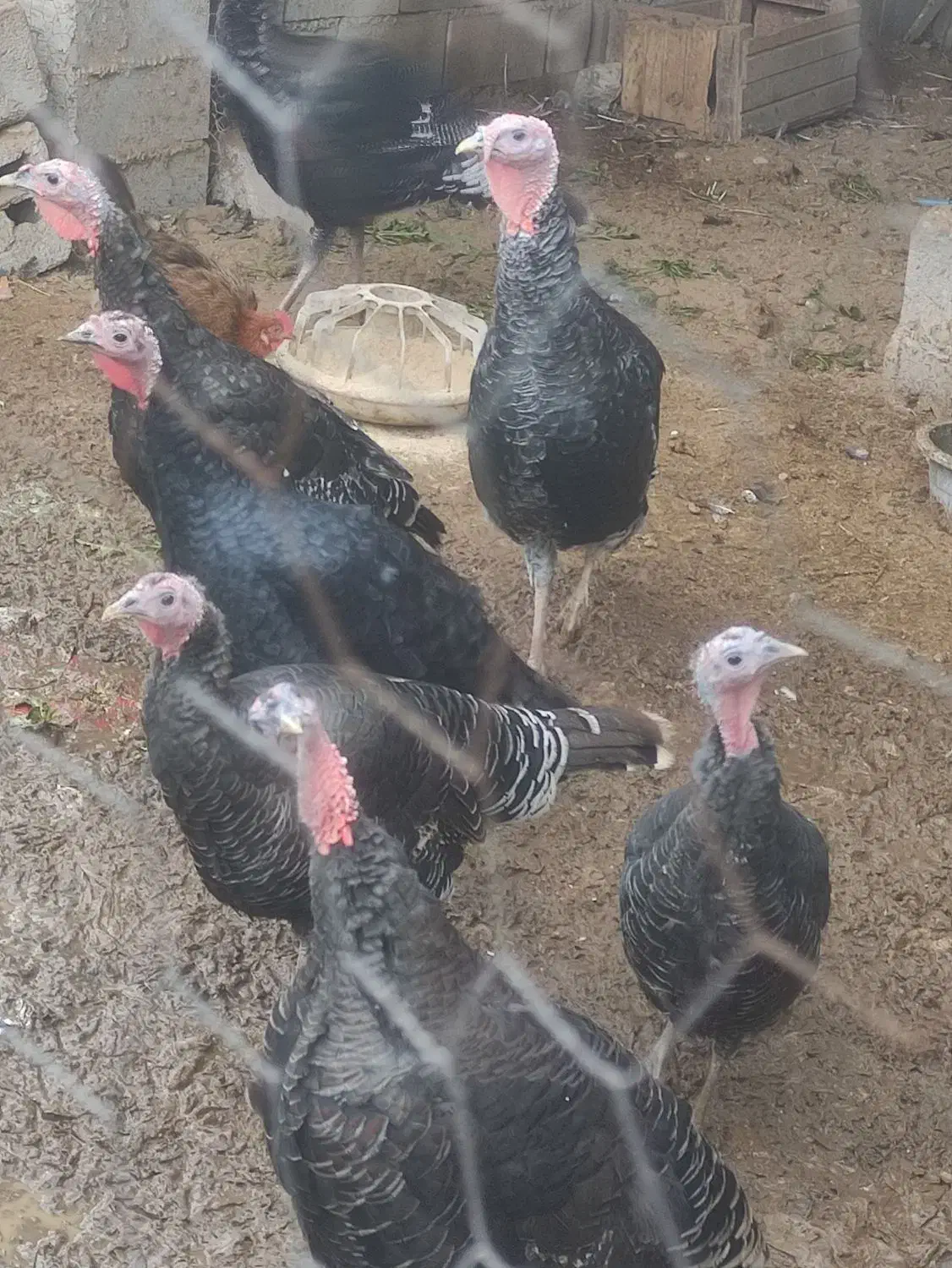 فروش بوقلمون محلی|حیوانات مزرعه|زرگرشهر, |دیوار