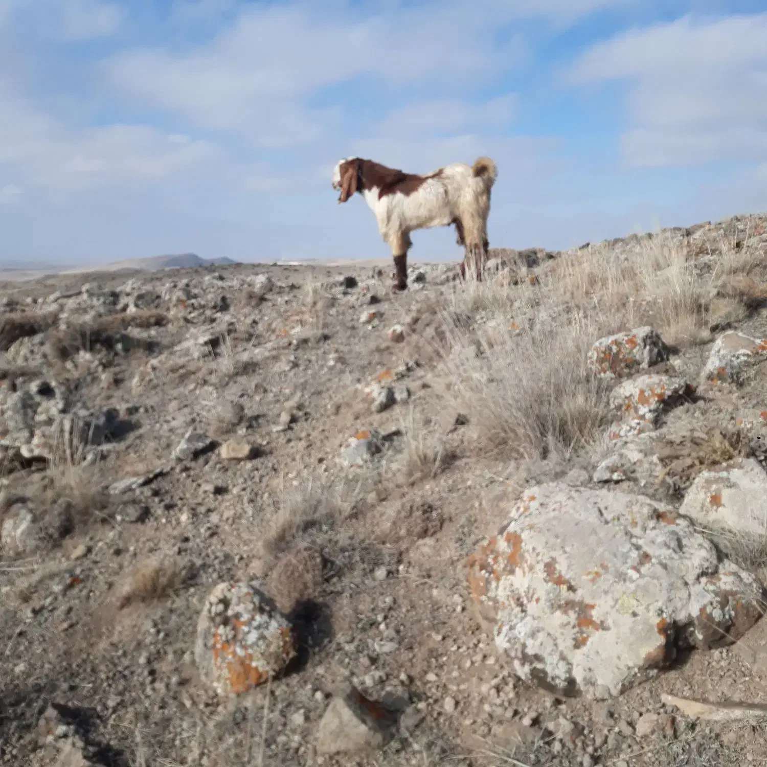 بز پاکستانی|حیوانات مزرعه|نمین, |دیوار