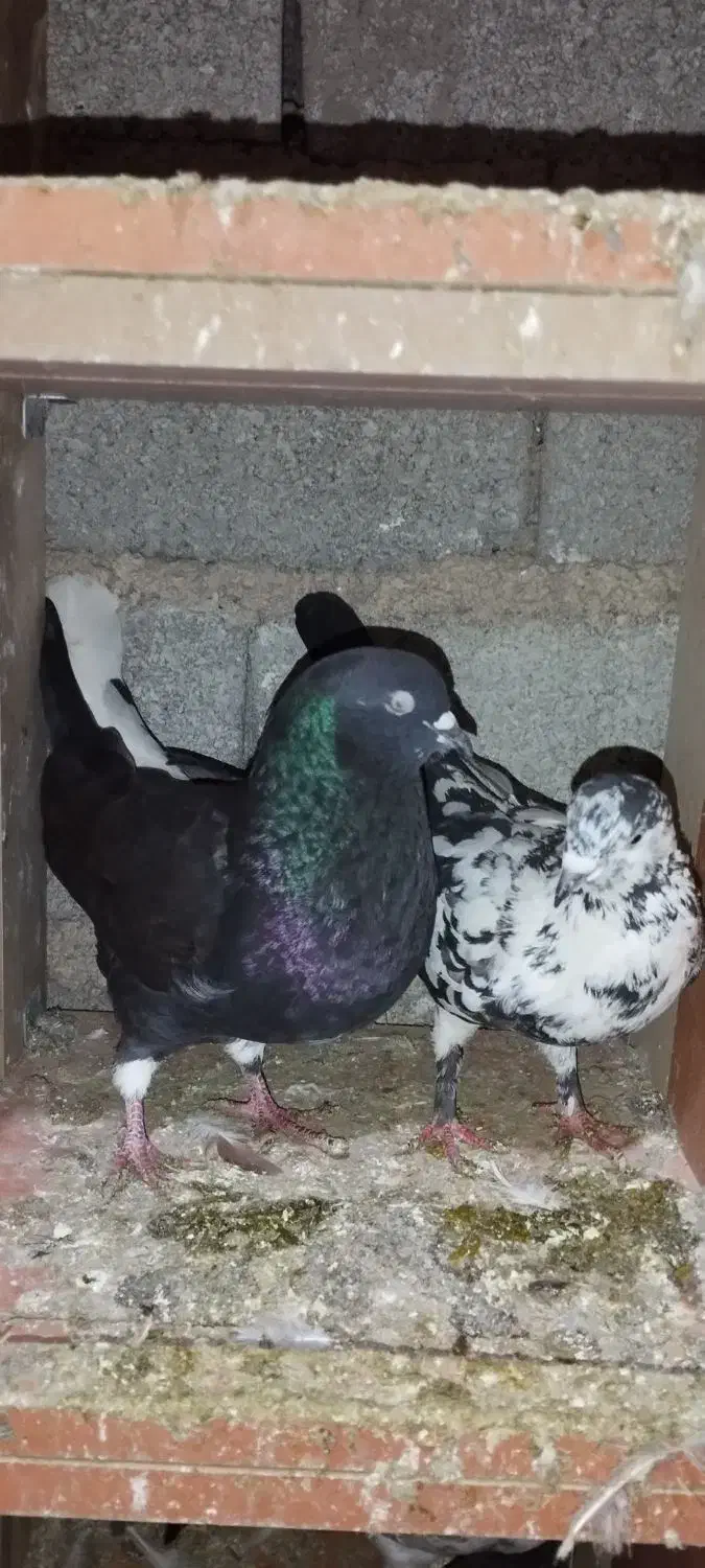 ۸عدد کبوتر پروازی خوش خال|پرنده|لنگرود, |دیوار