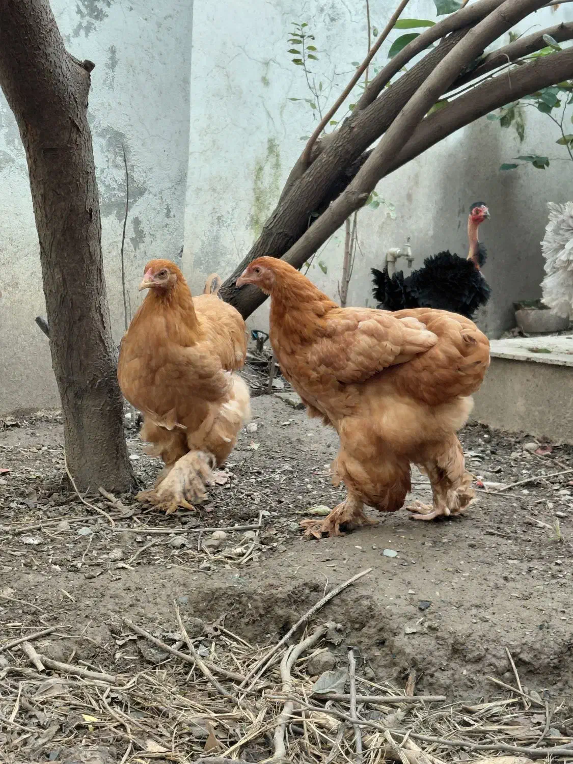 فروش ویژه جوجه فریزل و برهما وارداتی|حیوانات مزرعه|تهران, فلسطین (میدان انقلاب)|دیوار