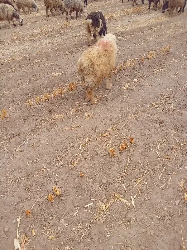 بره قوچ|حیوانات مزرعه|کیار, |دیوار