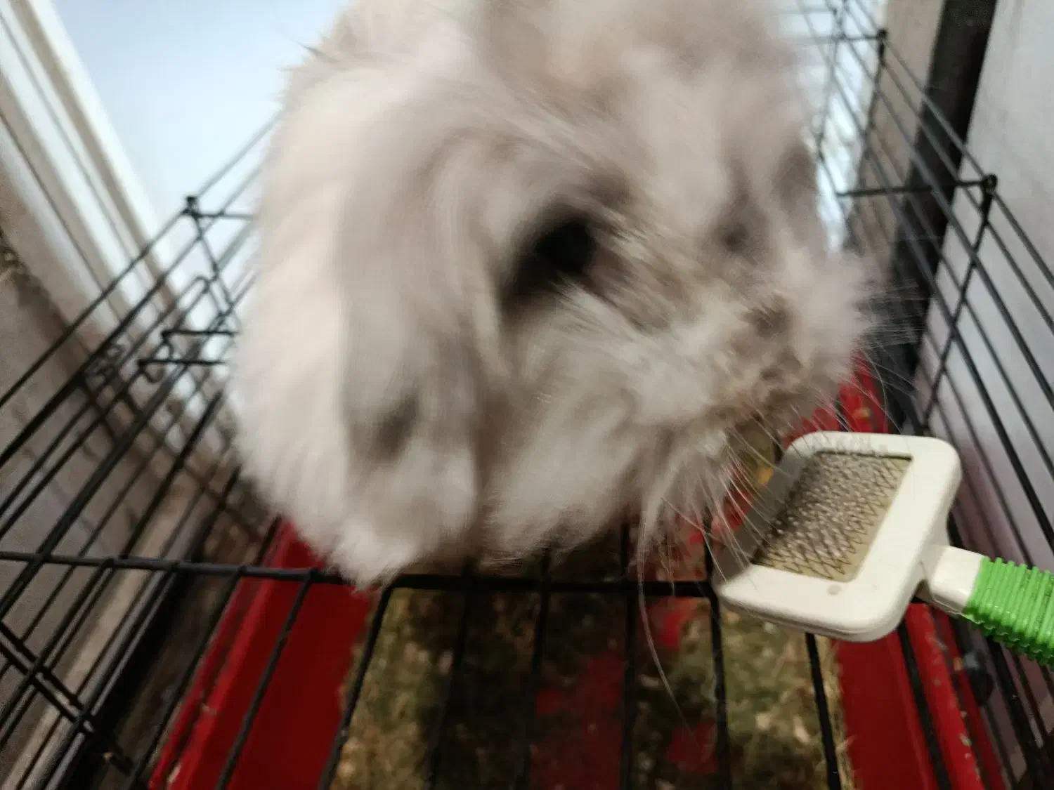 فروش خرگوش لوپ ماده با لوازم کامل|موش و خرگوش|تهران, دبستان|دیوار