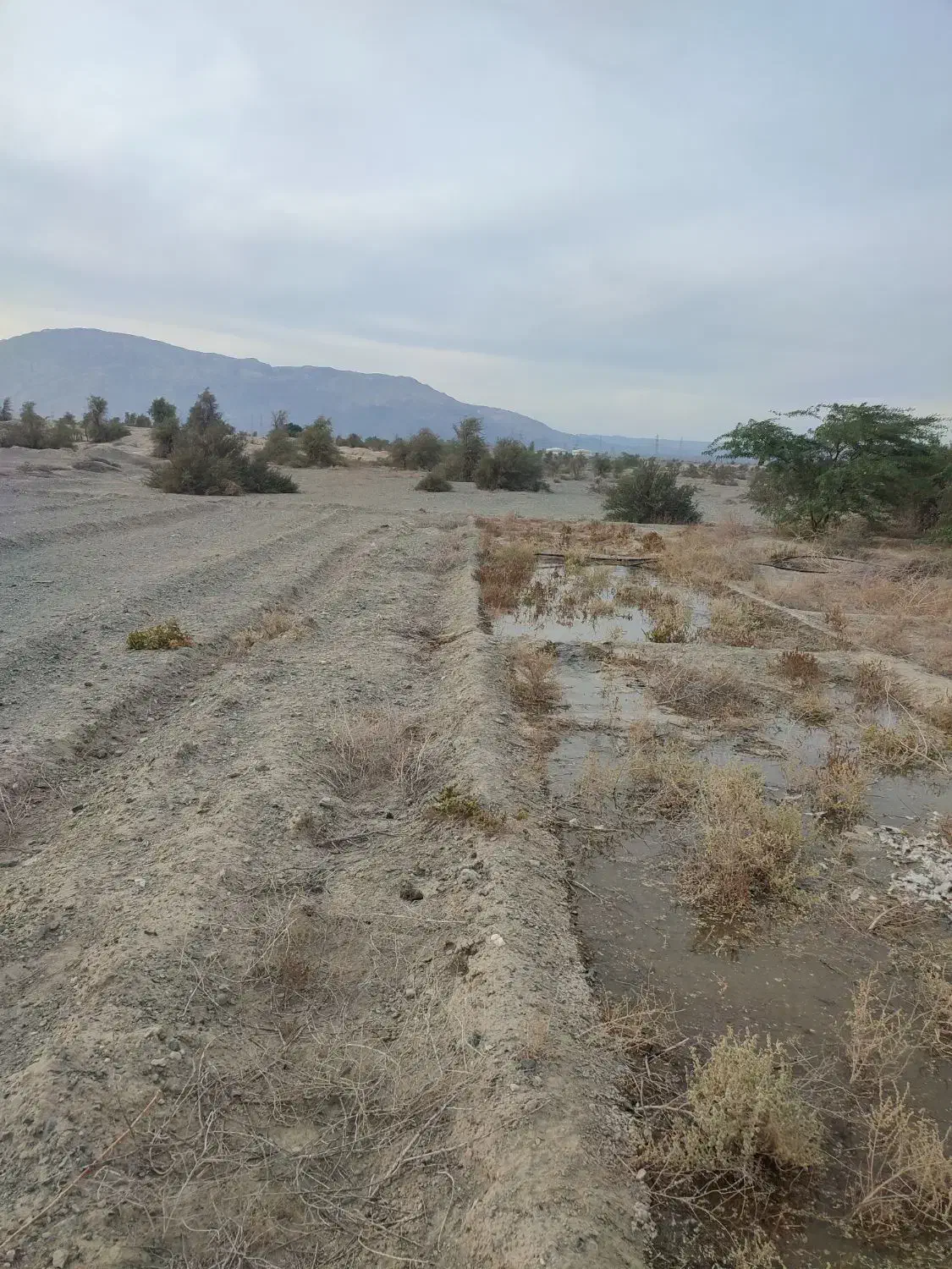 چاه کشاورزی برای اجاره کاشت گوجه پیاز یونجه و .‌‌|اجارهٔ دفتر صنعتی، کشاورزی، تجاری|کهنوج, |دیوار