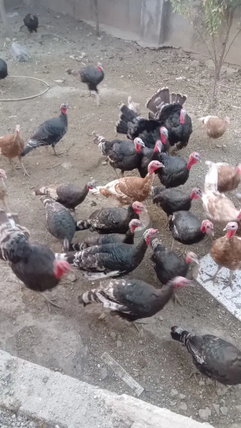 بوقلمون|حیوانات مزرعه|مهربان, |دیوار