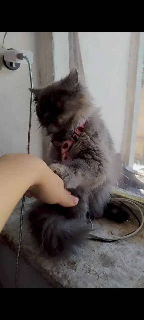 گربه خاکستری پرشین|گربه|بهشهر, |دیوار