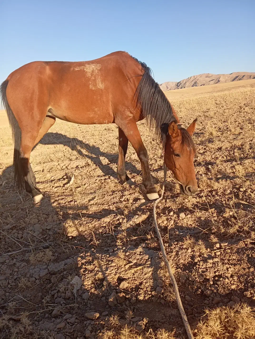 سلام اسب مادیان اروم|اسب و تجهیزات اسب‌سواری|مشهد, گنبدواز|دیوار
