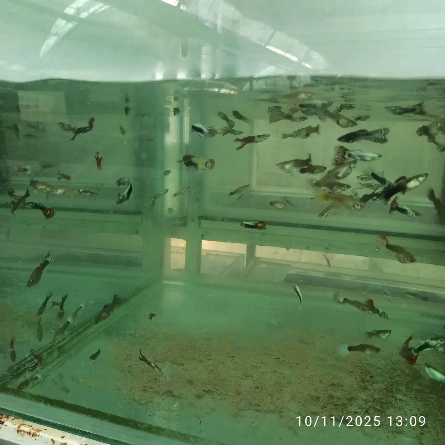 ماهی گیاه‌خوار اکواریومی|ماهی|نیشابور, دارایی|دیوار