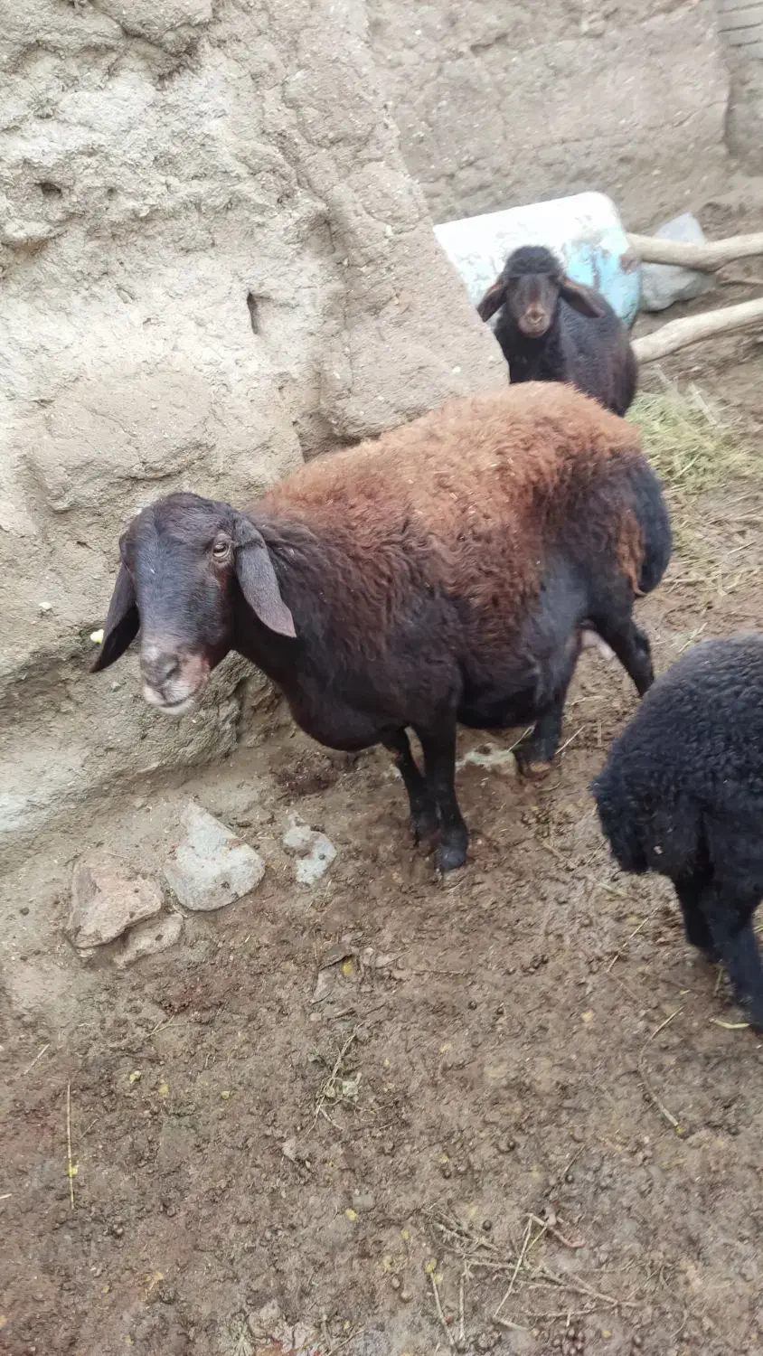 گوسفند ماده|حیوانات مزرعه|انزل, |دیوار