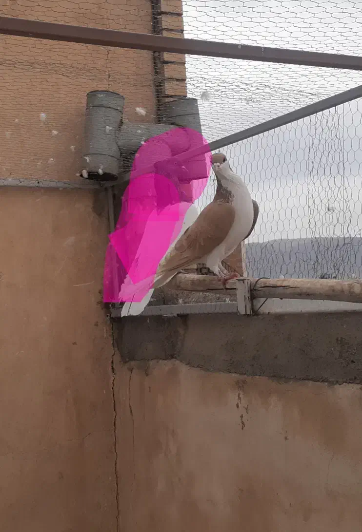 سالم بالغ|پرنده|مبارکه, |دیوار