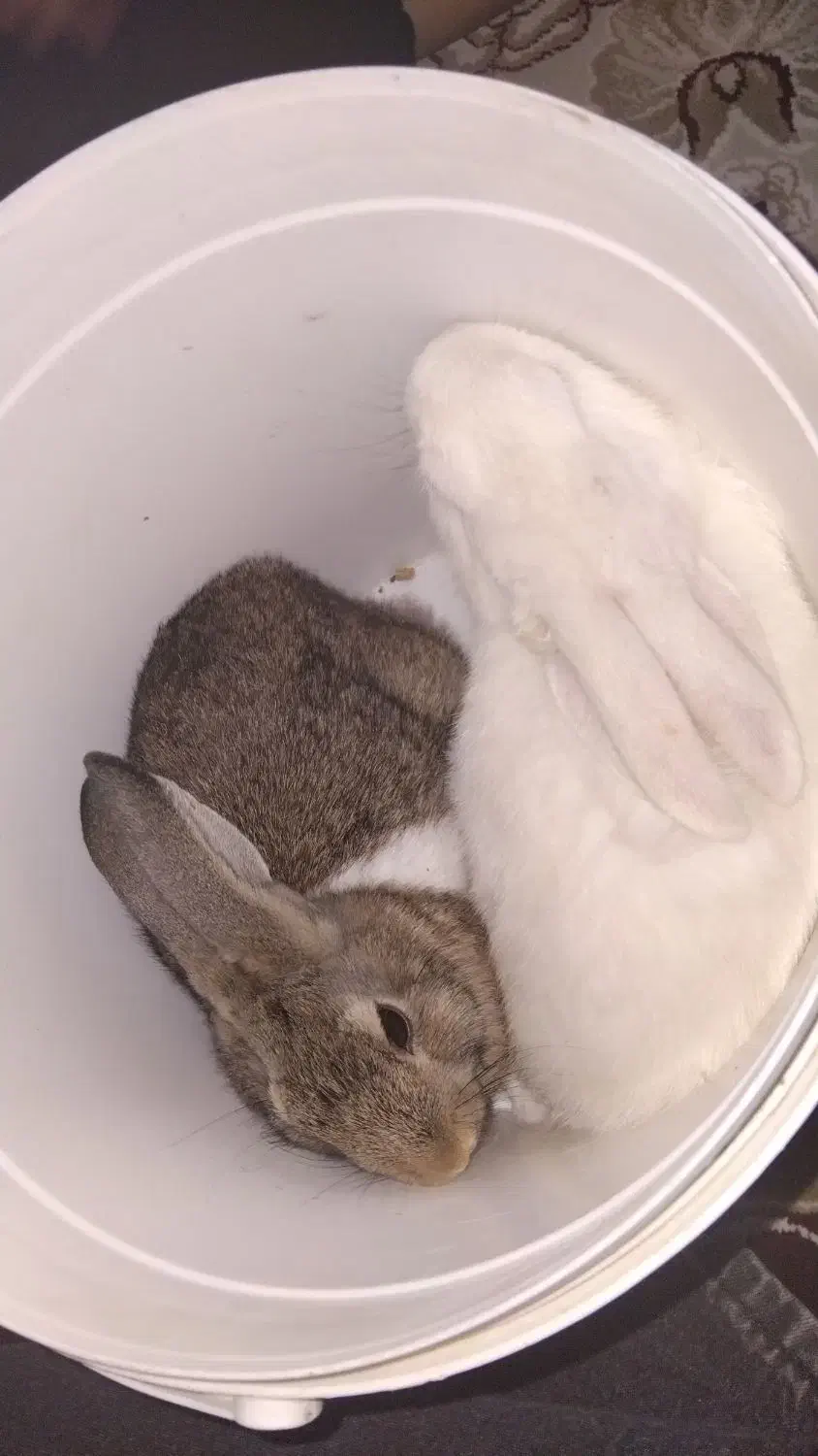 خرگوش|موش و خرگوش|شهریار, شهریار|دیوار