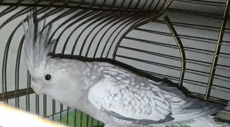 عروس هلندی|پرنده|قم, تولید دارو و یخچال|دیوار