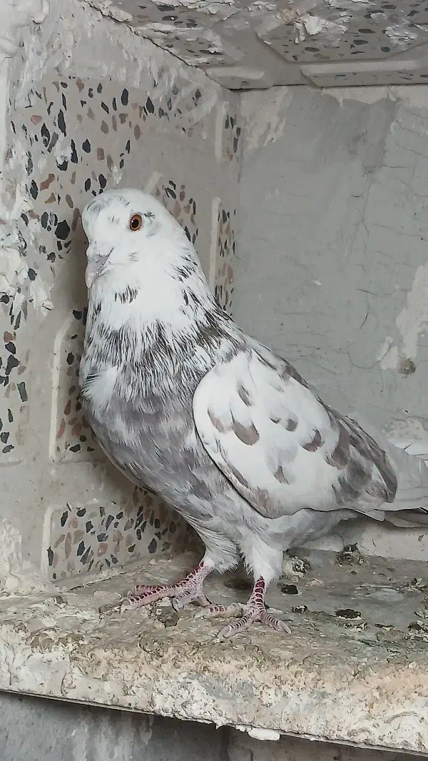 کبوتر|پرنده|اردبیل, |دیوار