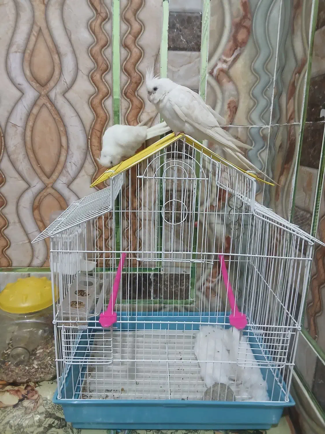 پرنده زینتی|پرنده|خاش, |دیوار