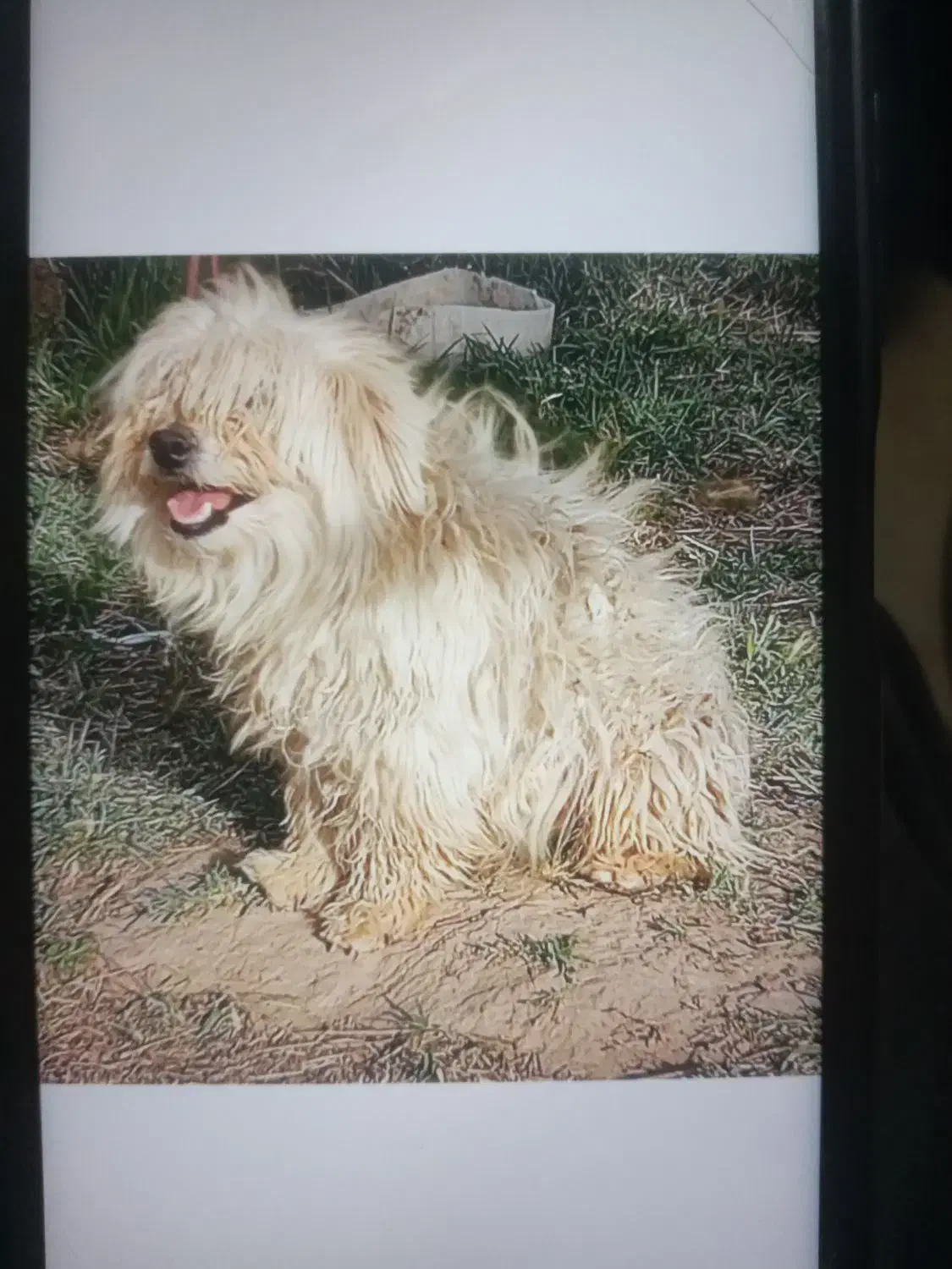 پاکوتاه شیتزو ۲عدد دونه ۲تومن مفت|سگ|میاندوآب, |دیوار