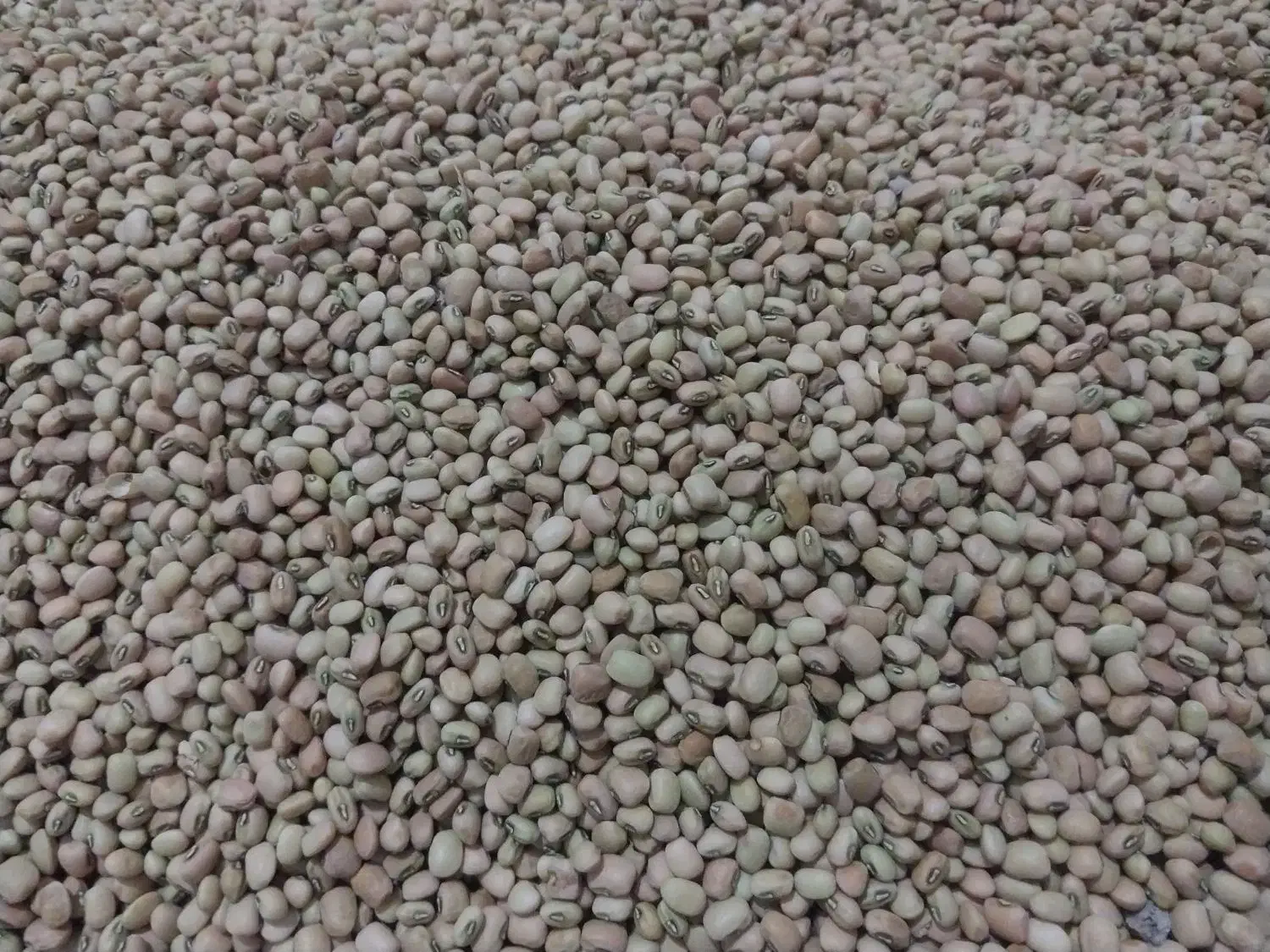 لوبیا ریز آشی|خوردنی و آشامیدنی|دره شهر, |دیوار