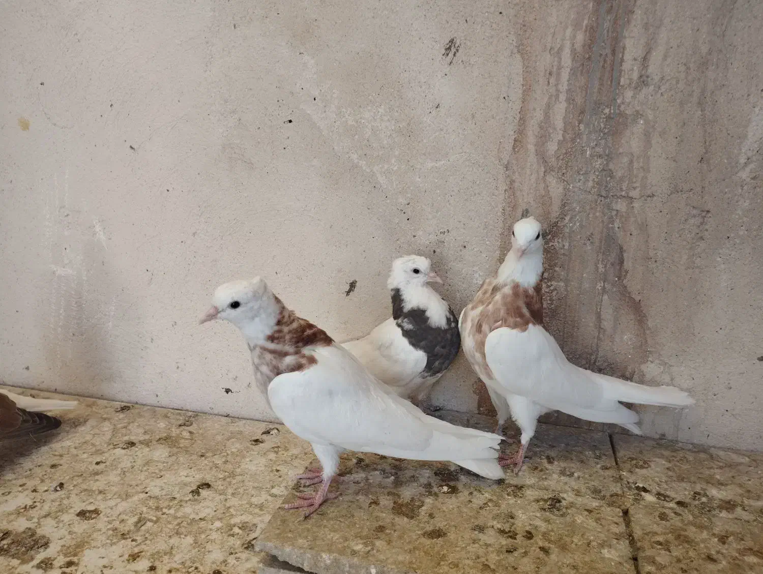 کبوتر طوقی|پرنده|پاکدشت, پاکدشت (مامازند)|دیوار