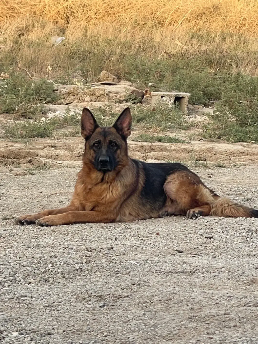 ماده ژرمن|سگ|رباطکریم, وهن آباد|دیوار