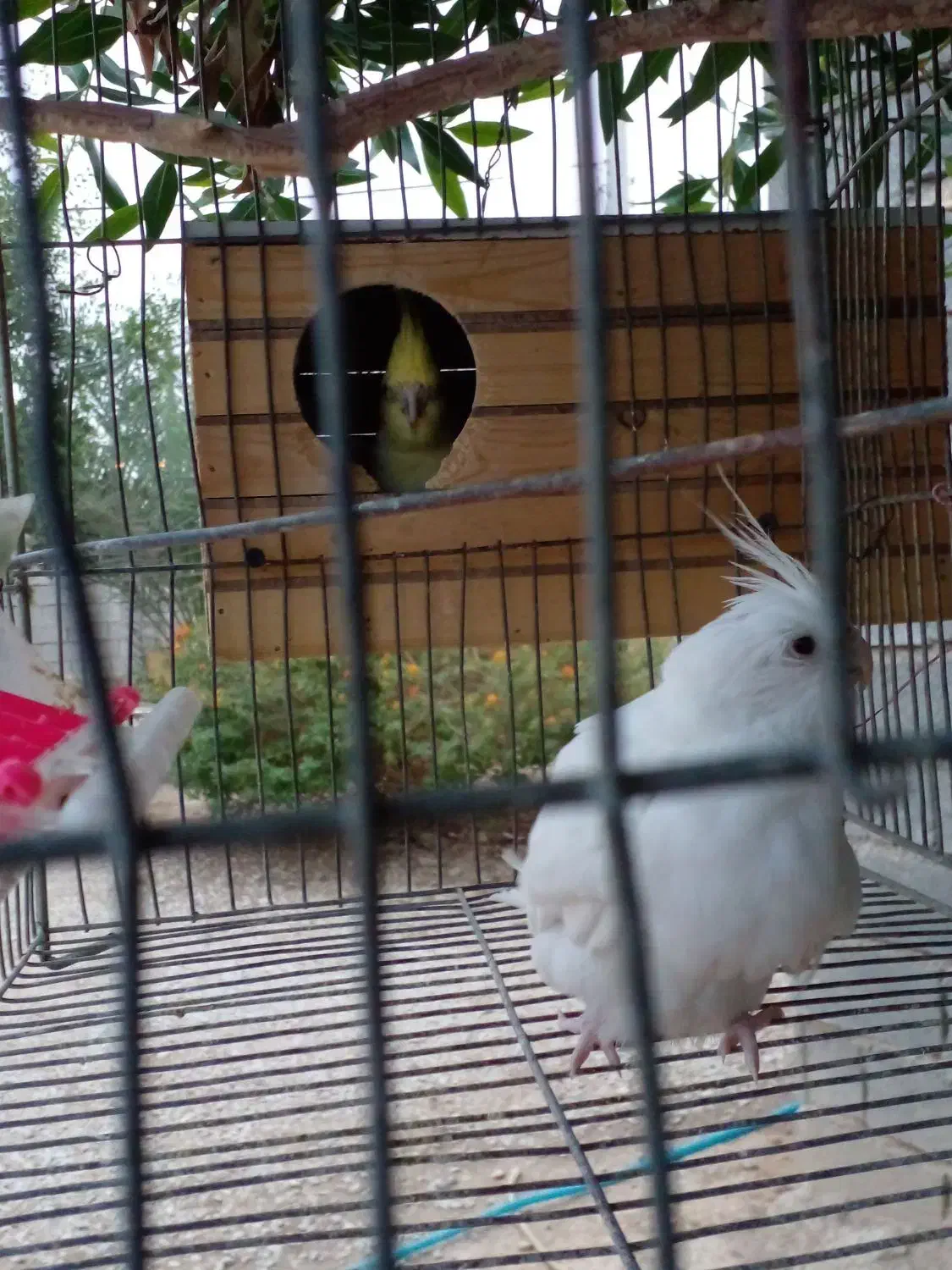 عروس هلندی|پرنده|بهبهان, |دیوار