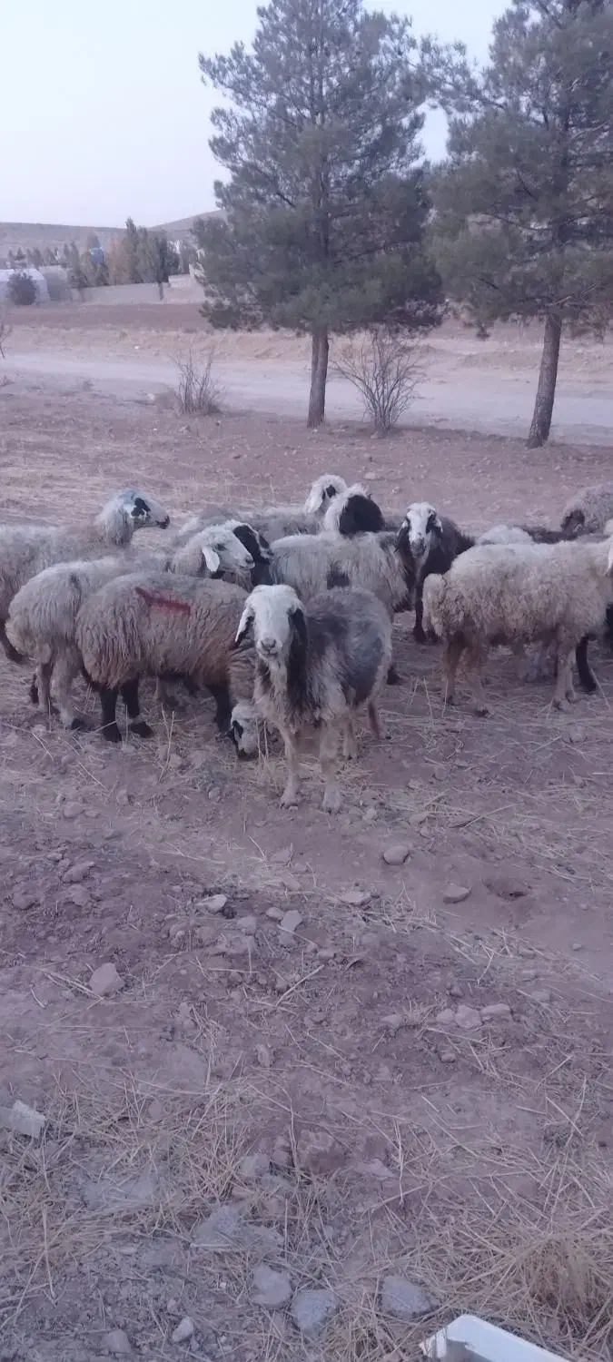 1۸راس میش داشتی|حیوانات مزرعه|شیراز, کرونی(خاتونک)|دیوار