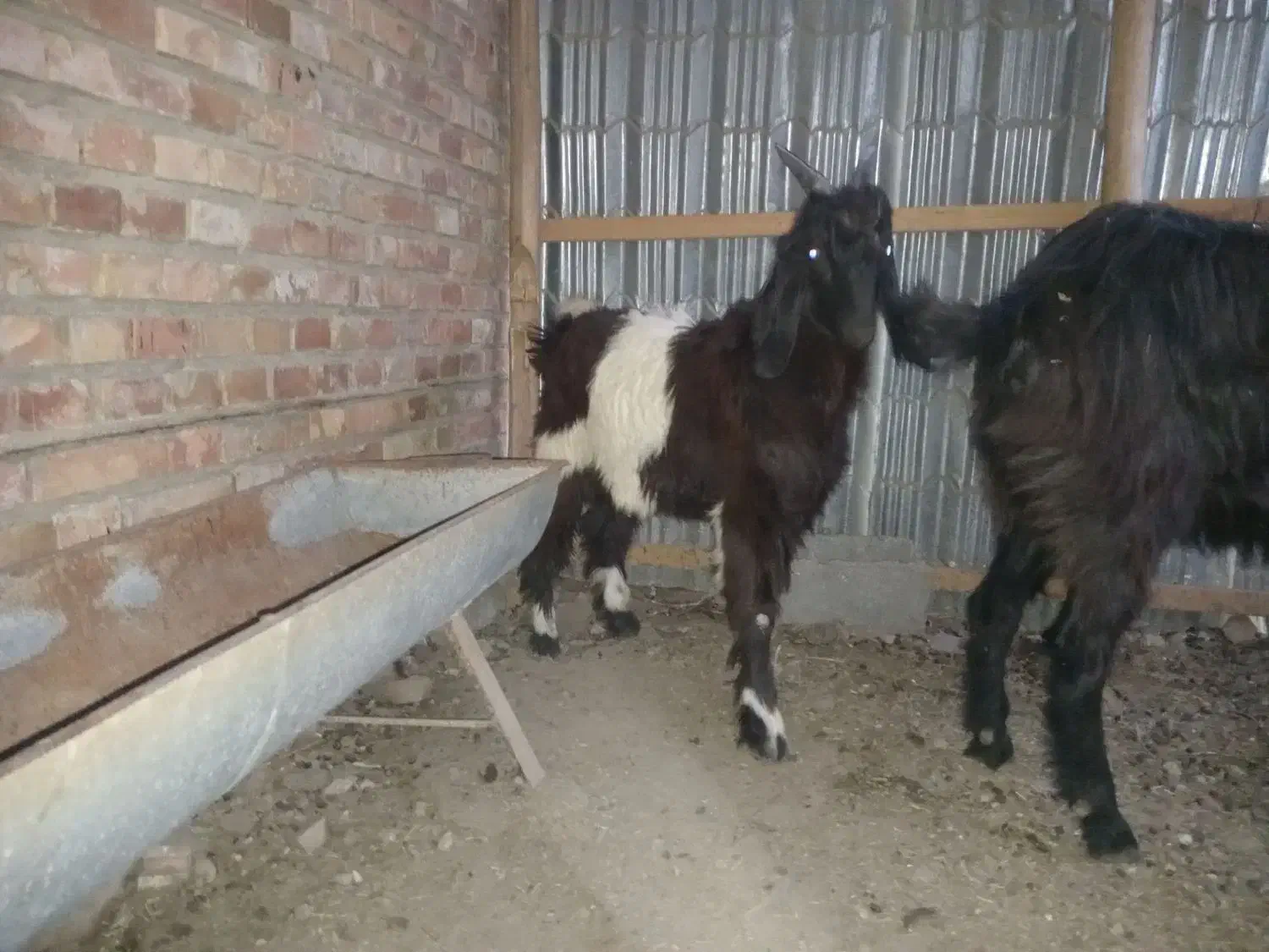 بزغاله، قصابی رایگان|حیوانات مزرعه|گمیشان, |دیوار