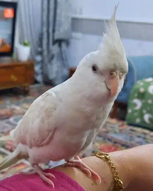 عروس هلندی گم شده مژدگانی بیش از پول پرنده|حیوانات|قم, محمد آباد|دیوار