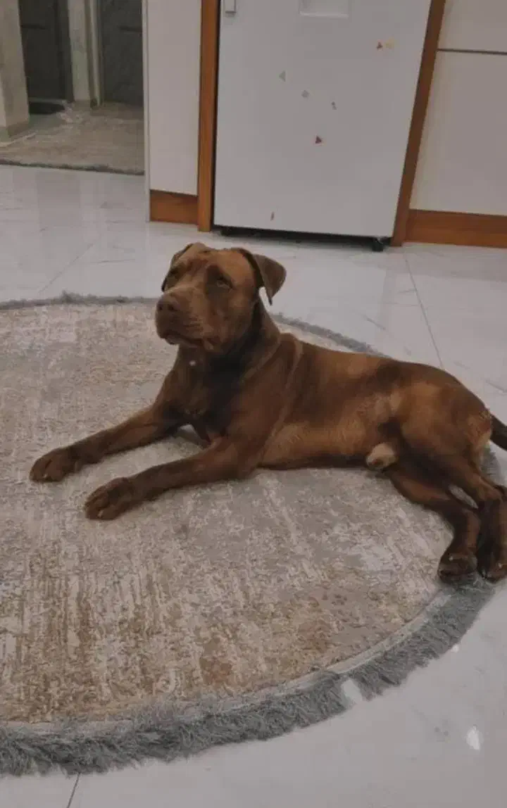 پیتبول|سگ|برازجان, |دیوار