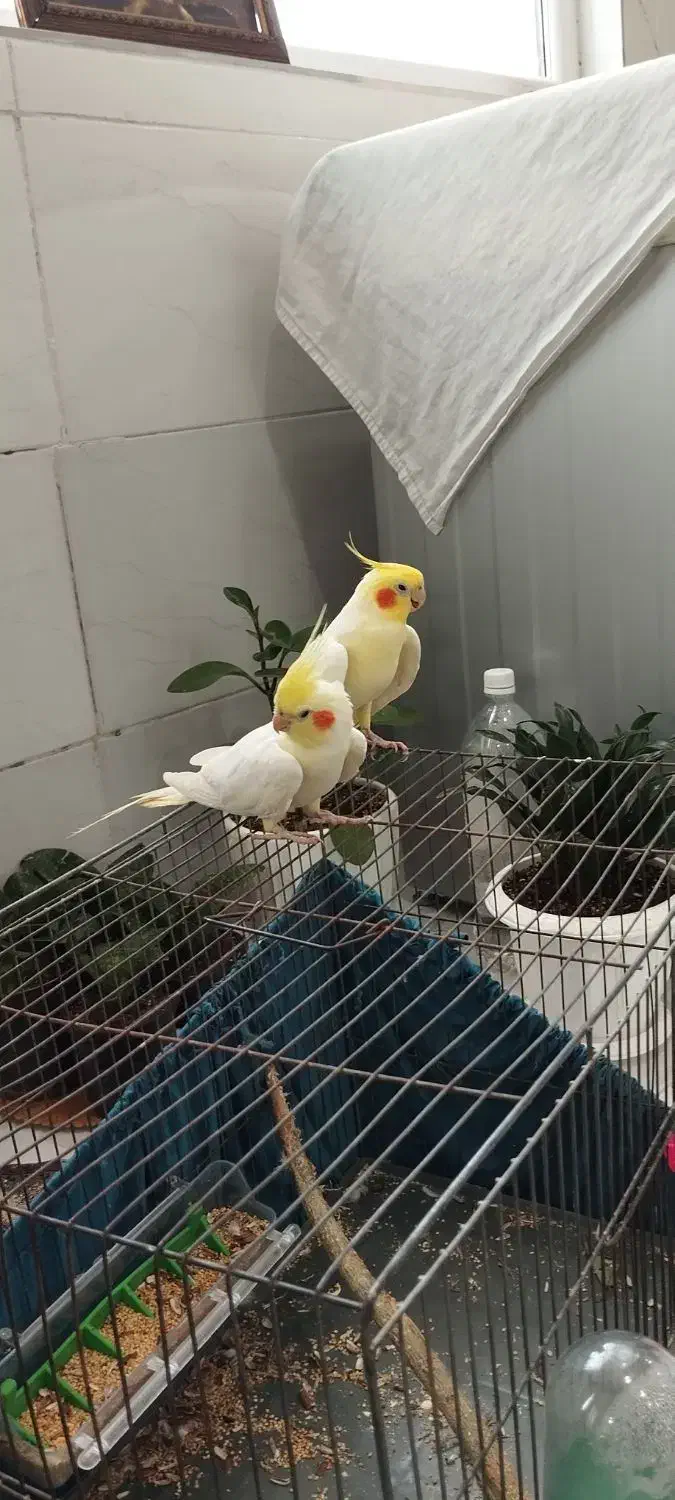 جفت طوطی عروس هلندی لوتینو|پرنده|دزفول, |دیوار