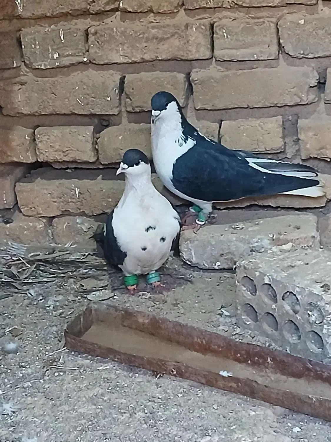 کبوتر شهرستانی|پرنده|کهریزک, |دیوار