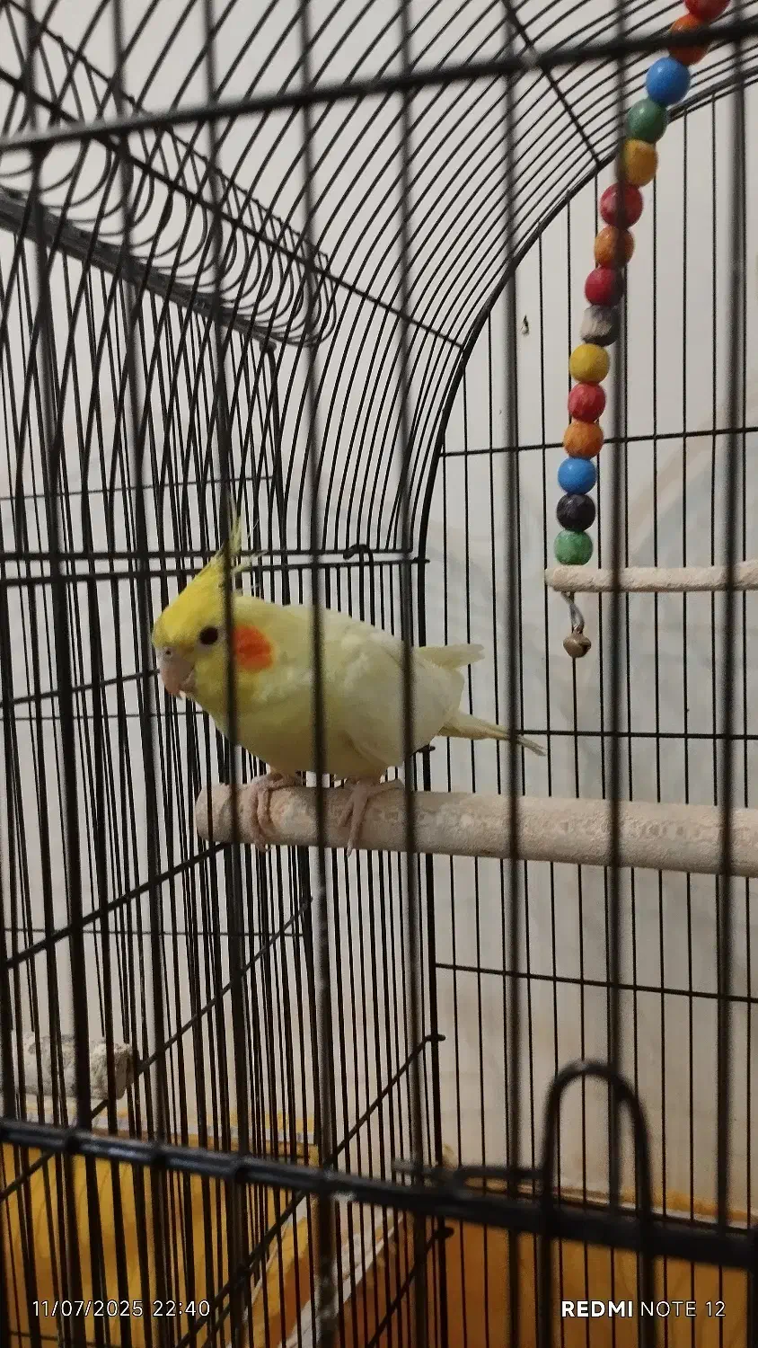 عروس هلندی مولد و غیر مولد|پرنده|فارسان, |دیوار