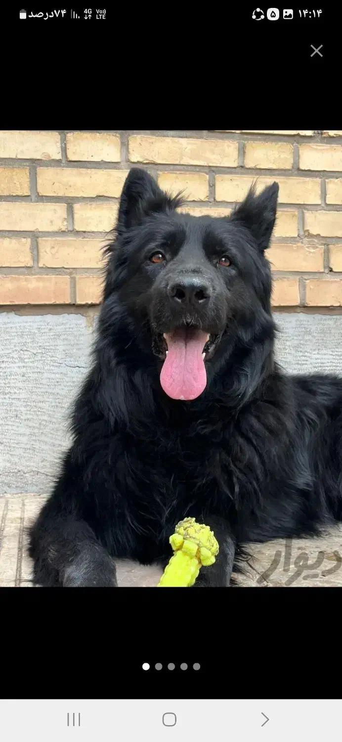 سگ ژرمن|سگ|سمنان, |دیوار