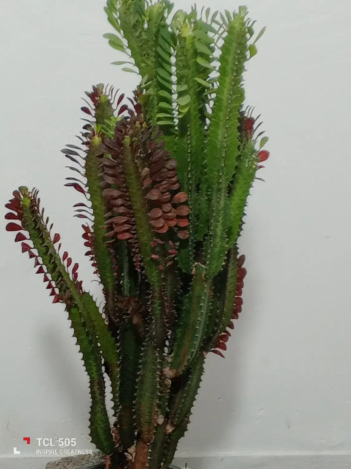 فروشگاه گل|گل و گیاه طبیعی|لوشان, |دیوار