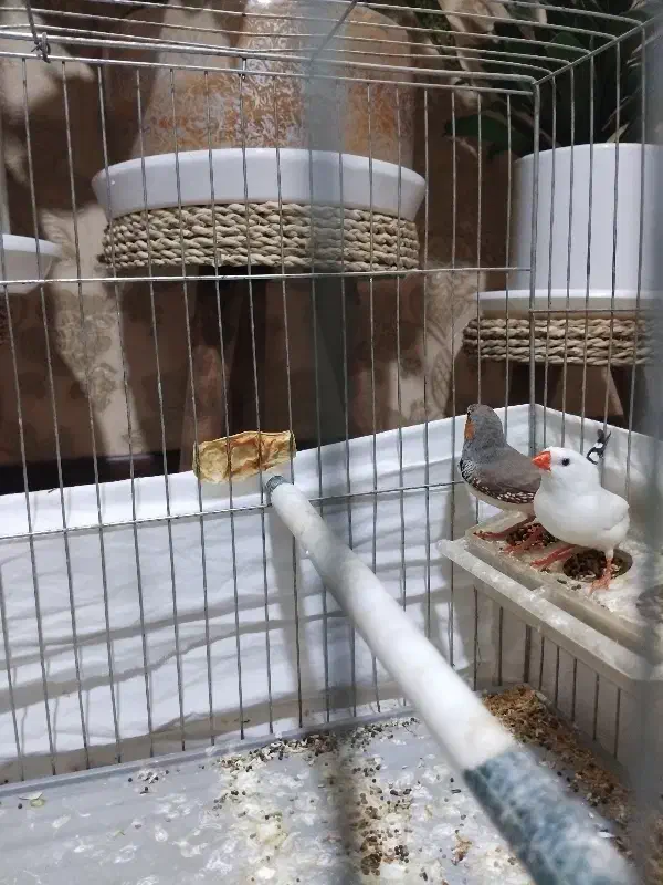 یک جفت فنچ ومرغ عشق|پرنده|کرمان, |دیوار