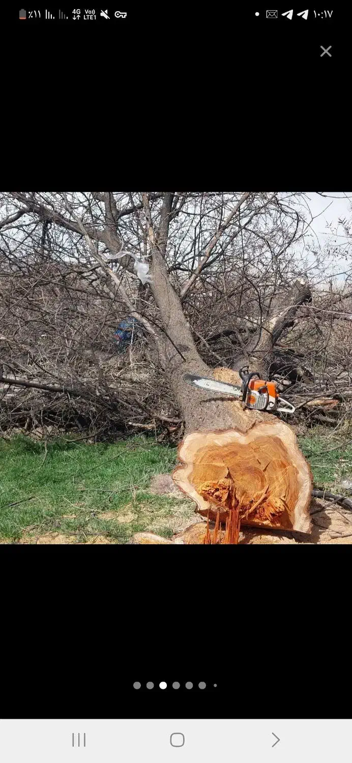 خرید انواع چوب ومو|خدمات باغبانی و درختکاری|لیلان, |دیوار