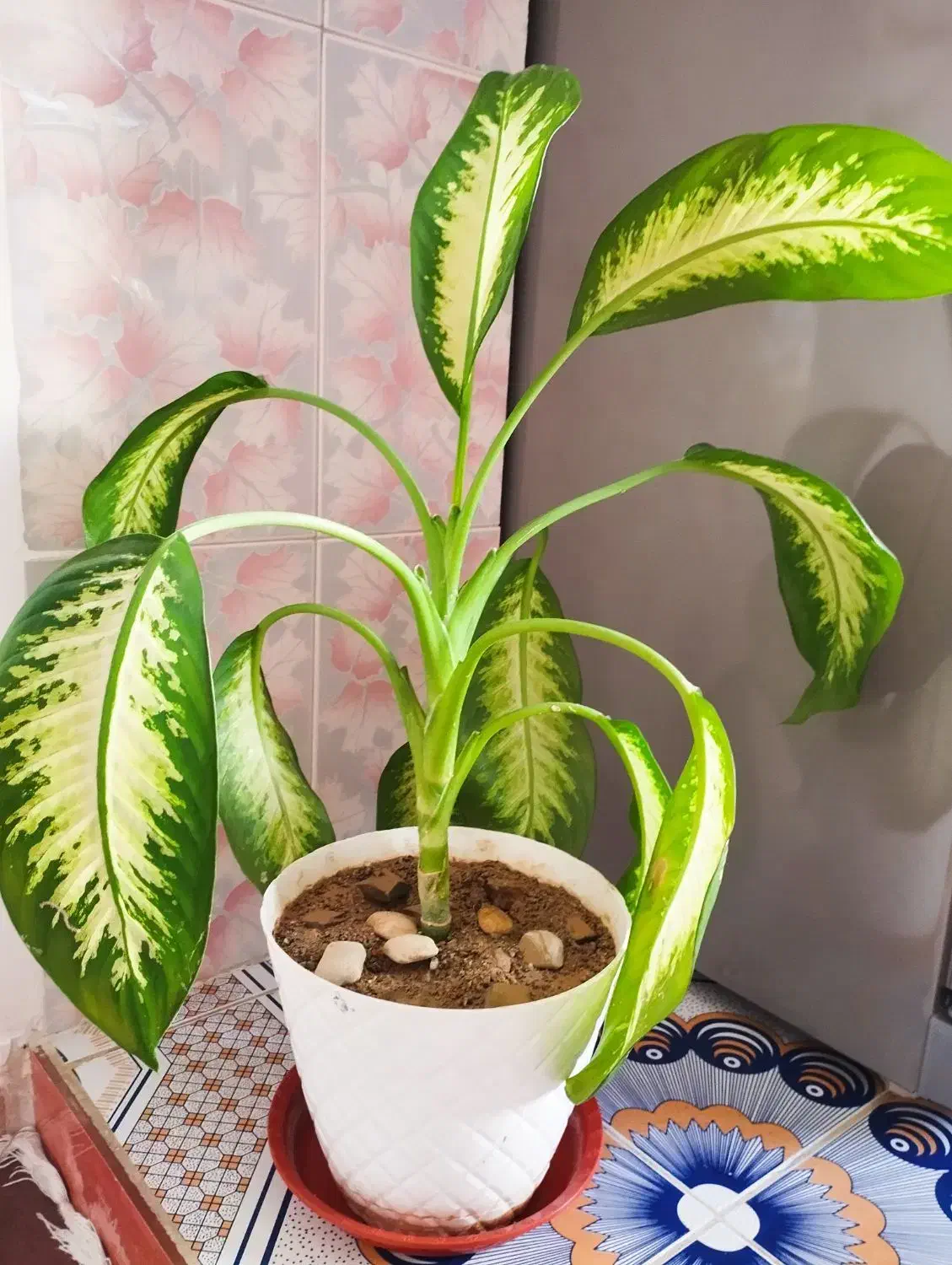 گل طبیعی|گل و گیاه طبیعی|نورآباد, |دیوار