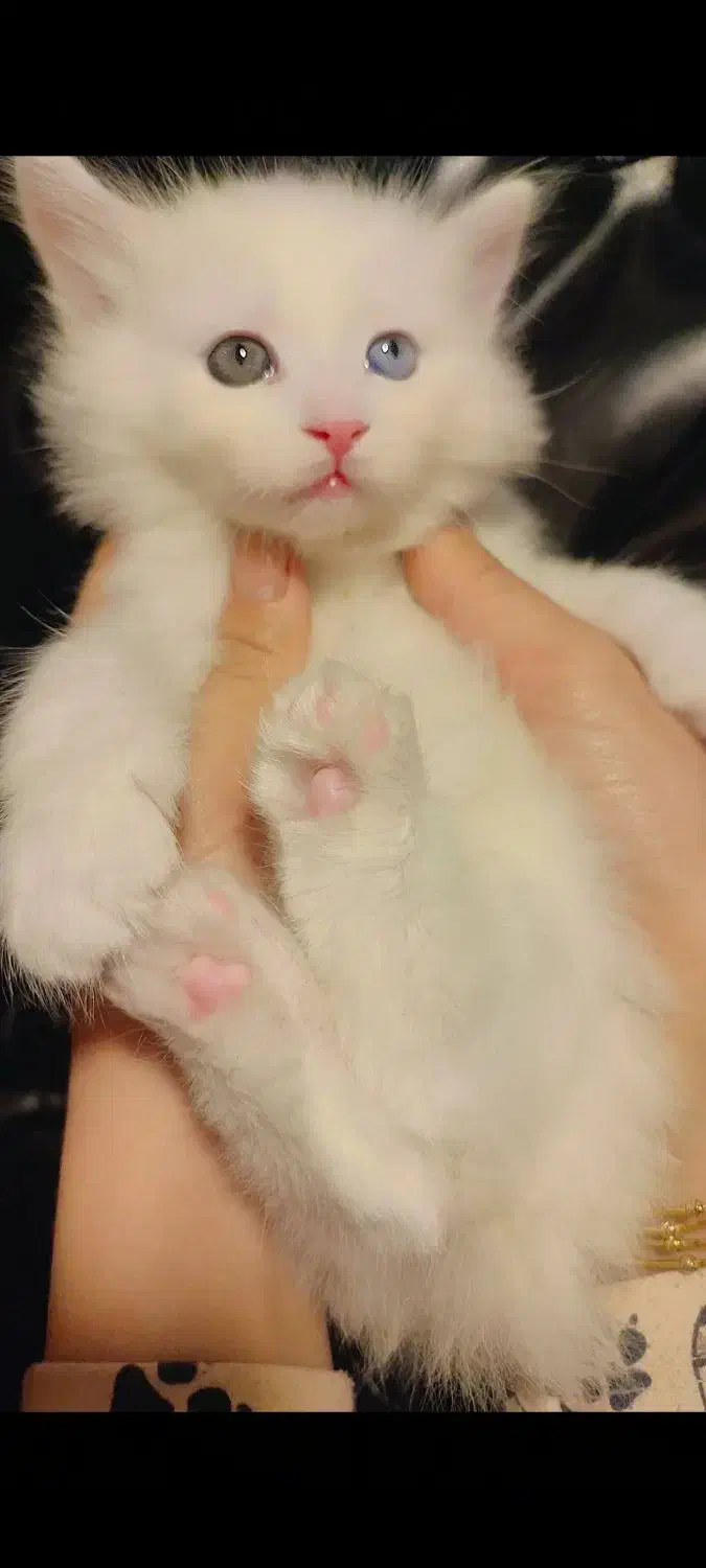 گربه بریتیش|گربه|ارومیه, |دیوار