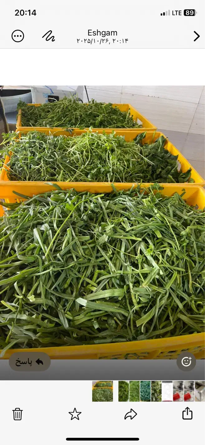 سبزی|خوردنی و آشامیدنی|فشاپویه, |دیوار