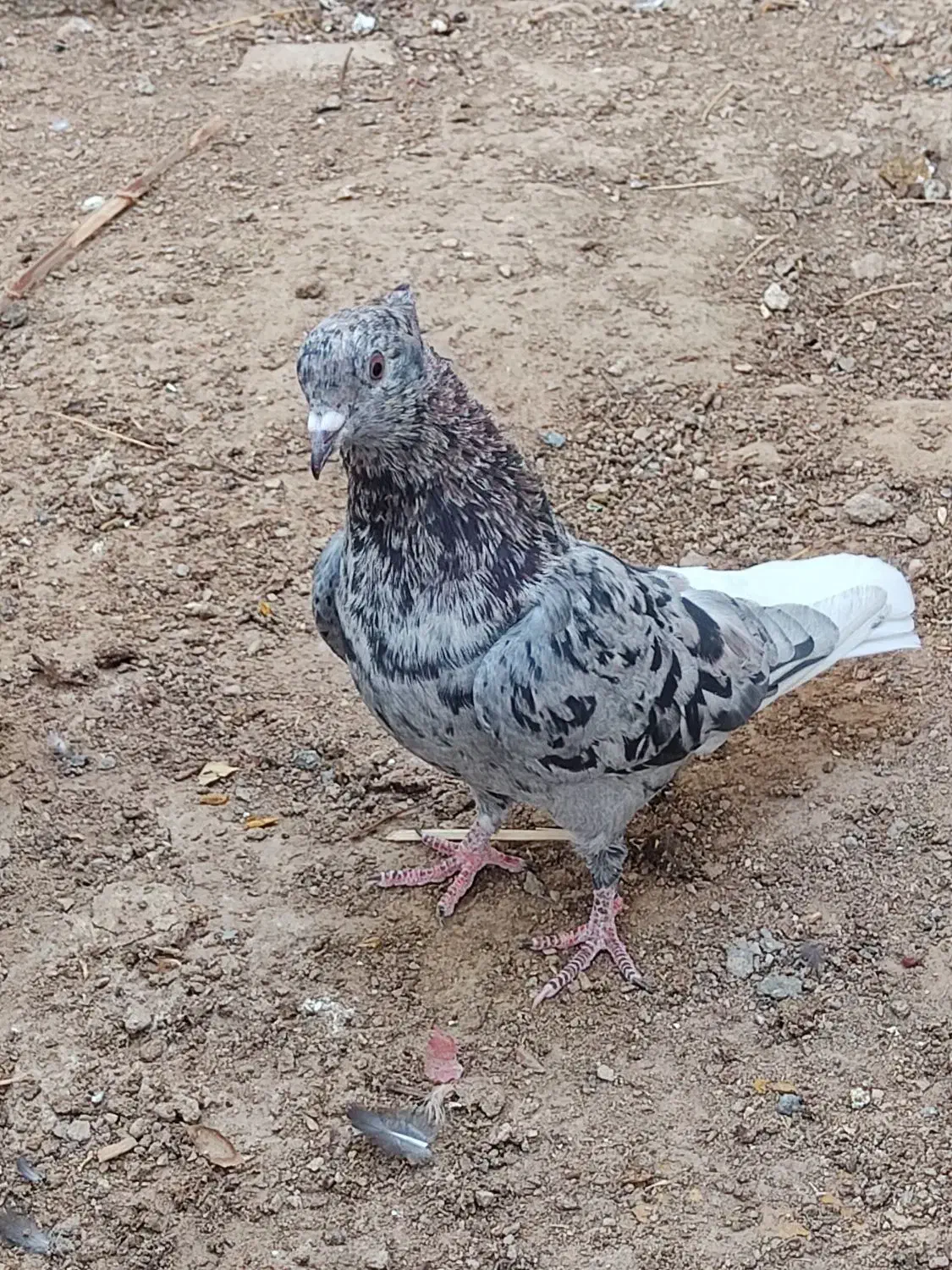 فروش سرور دم سفید نر|پرنده|شیراز, درکی|دیوار