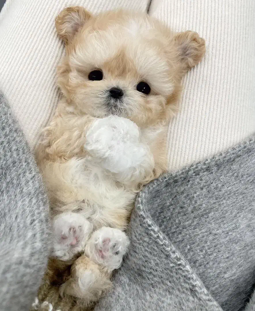 پودل کراس عروسکی|سگ|تهران, جنت‌آباد مرکزی|دیوار