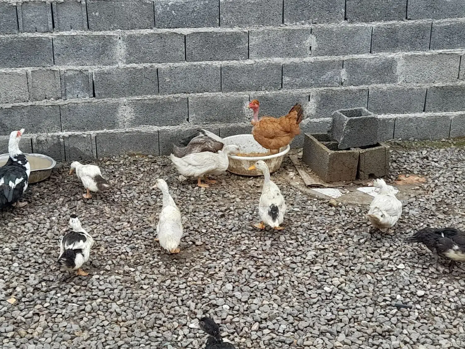 اردک اسرائیلی و محلی|حیوانات مزرعه|پیربازار, |دیوار